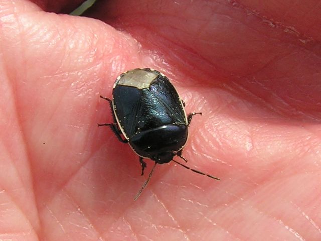 Cydnidae: Canthophorus dubius di Nizza (Francia meridionale)